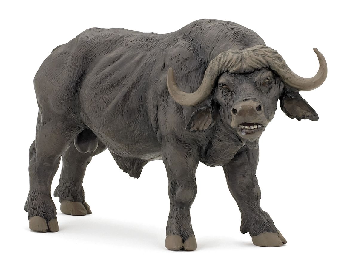 BUVOL AFRICKÝ