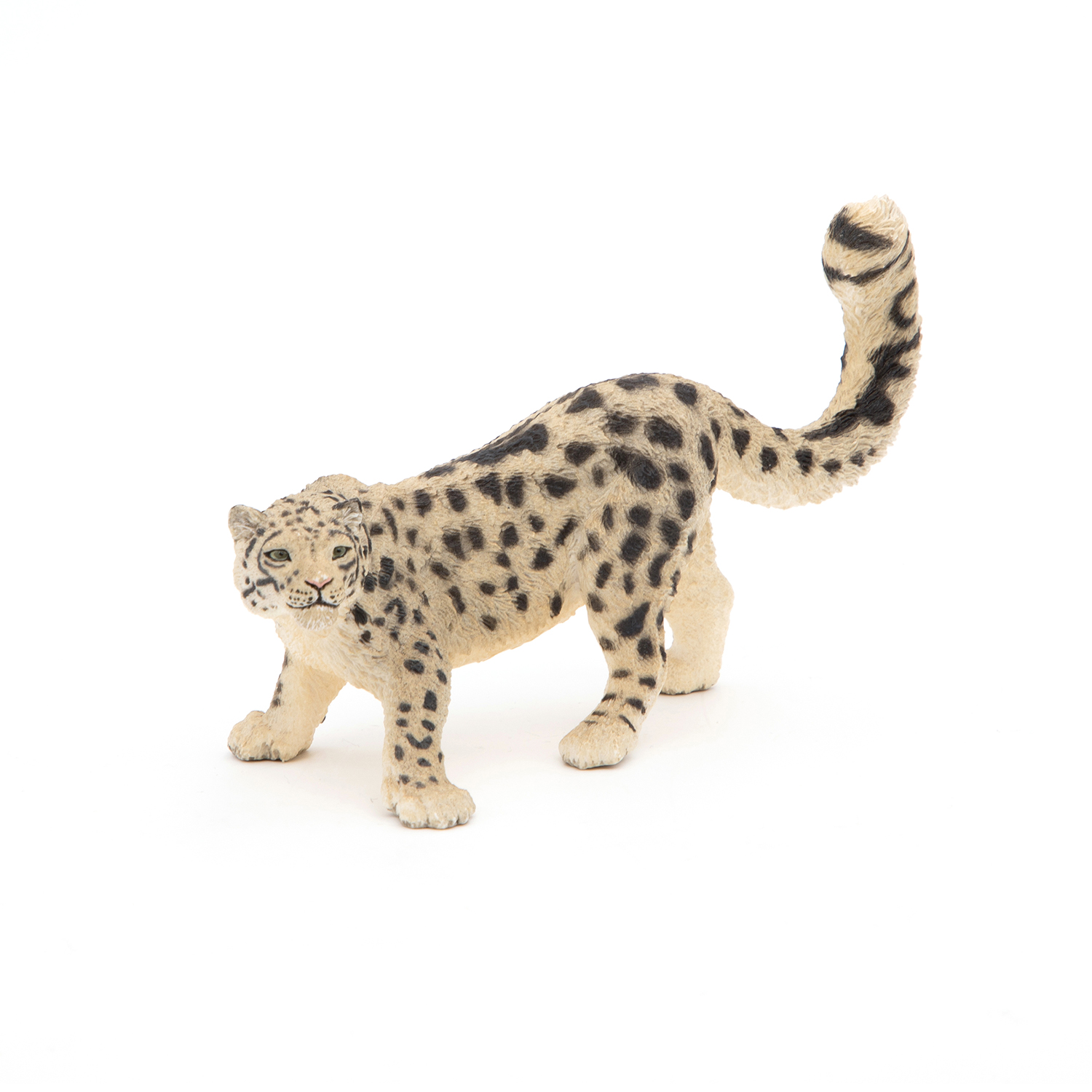 SNĚŽNÝ LEOPARD