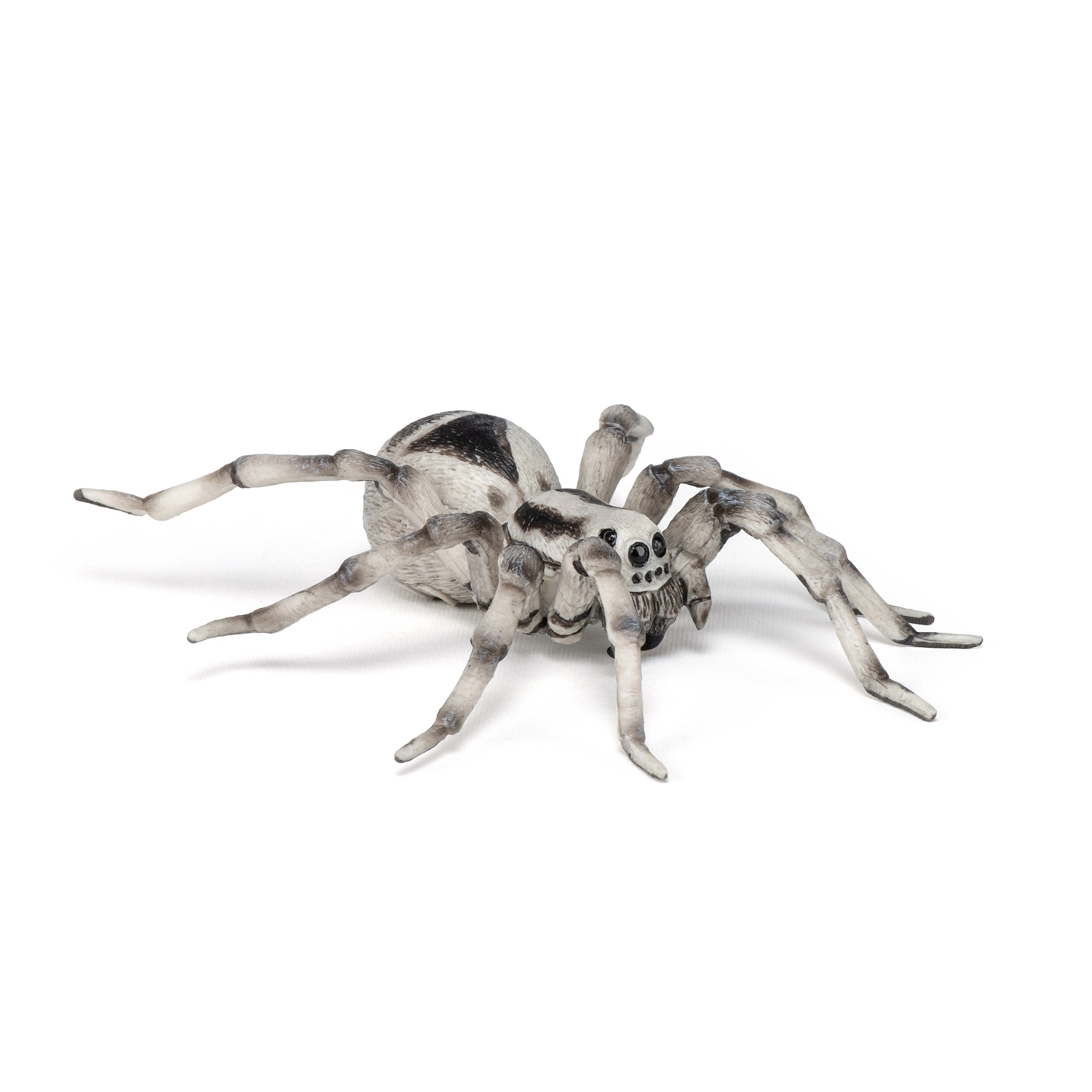 TARANTULE