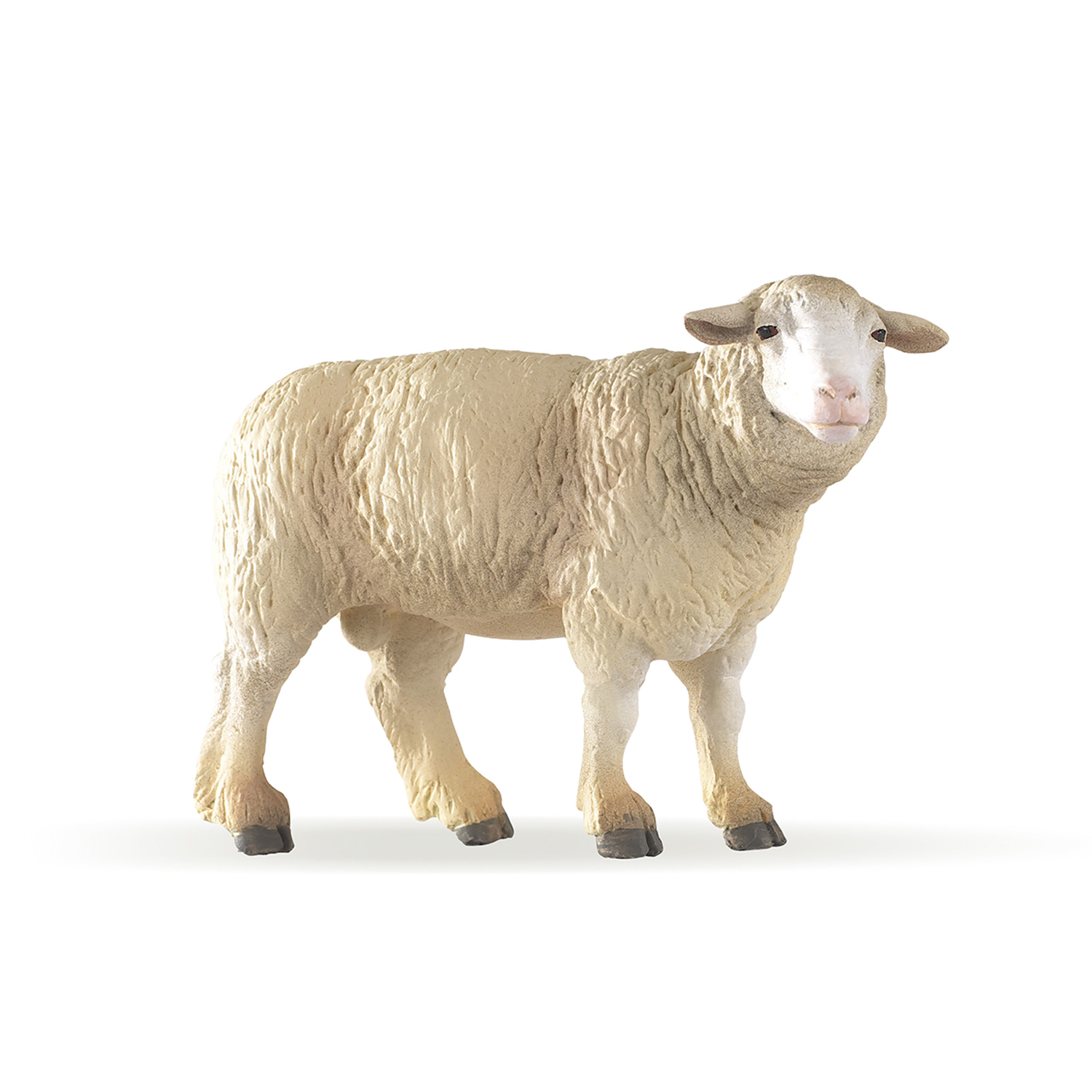 OVCE MERINOS
