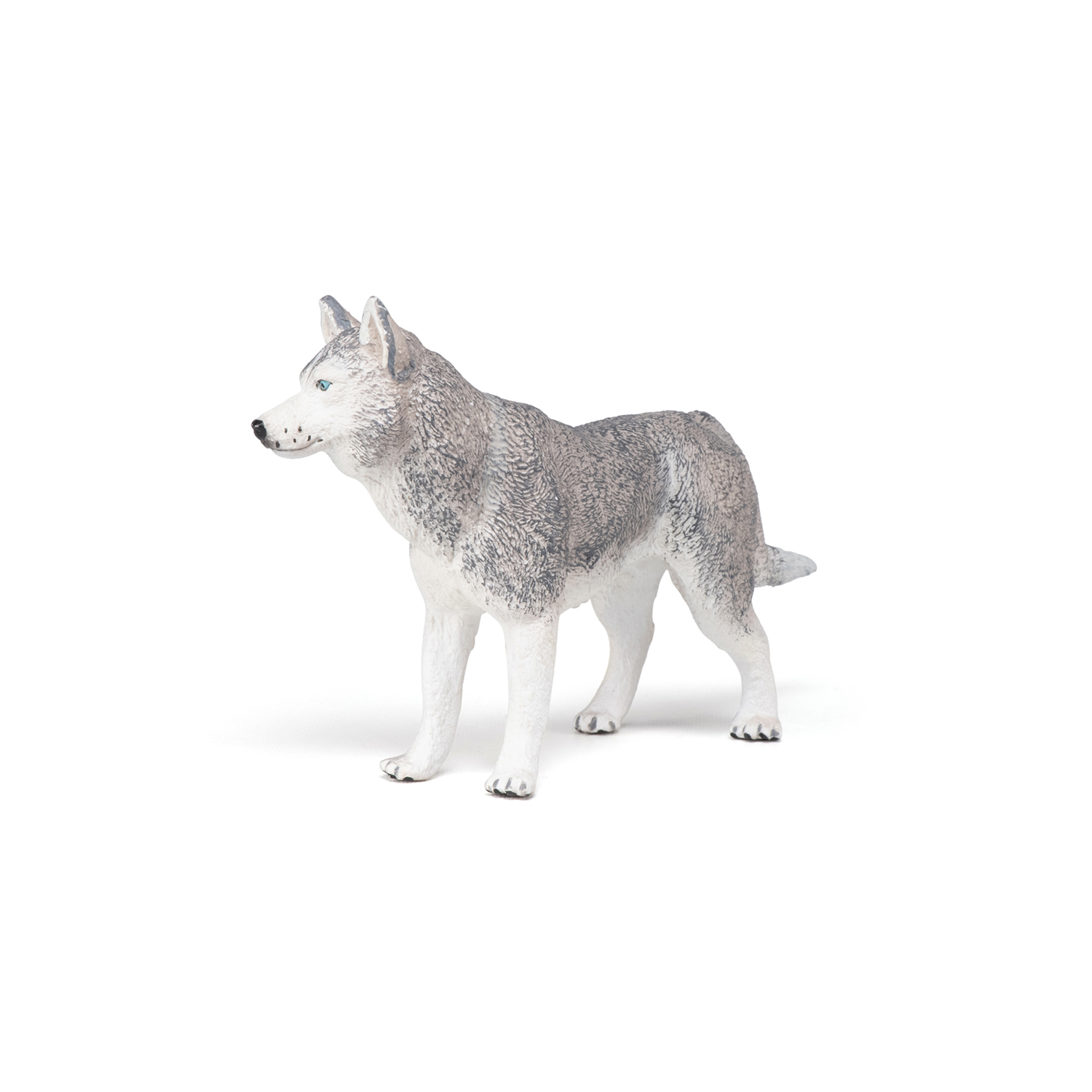 HUSKY SIBIŘSKÝ