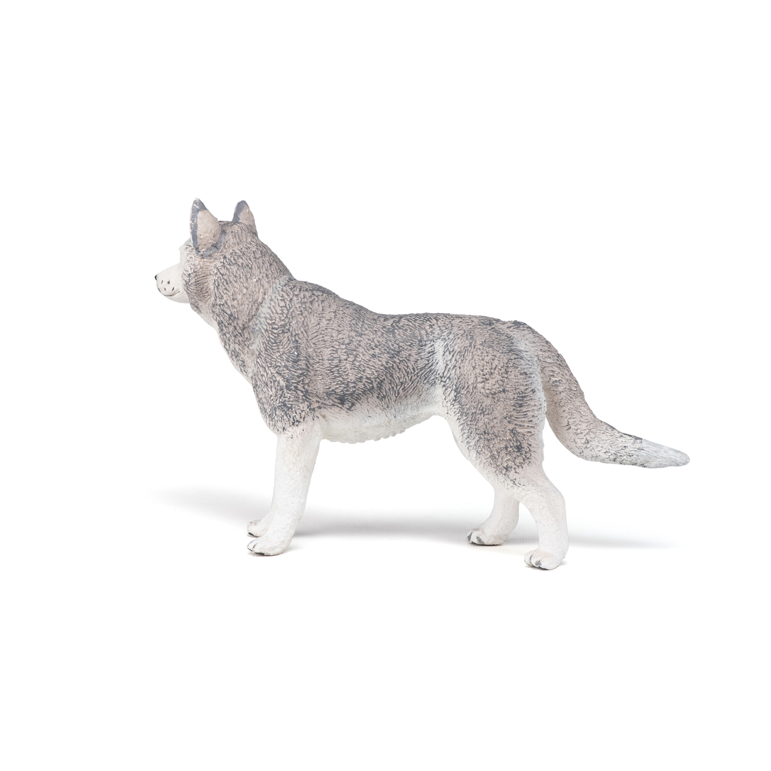 HUSKY SIBIŘSKÝ