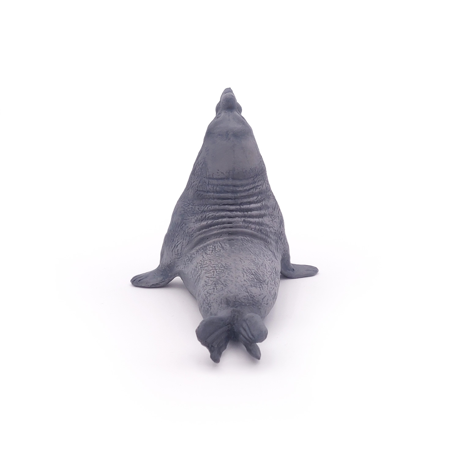 Rypouš sloní  (sloní tuleň)