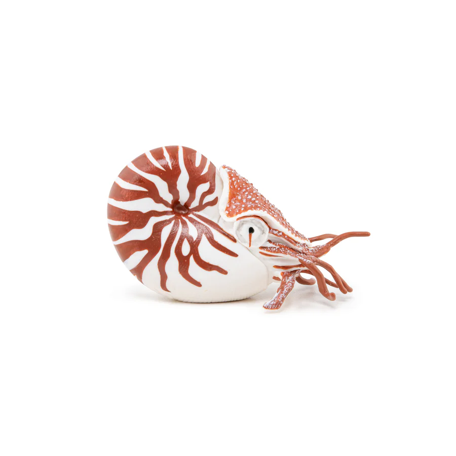 Nautilus