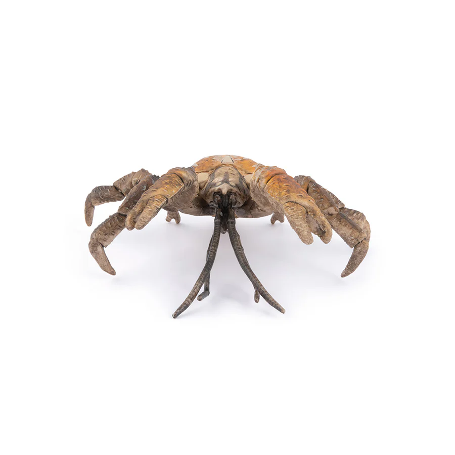 Krab palmový