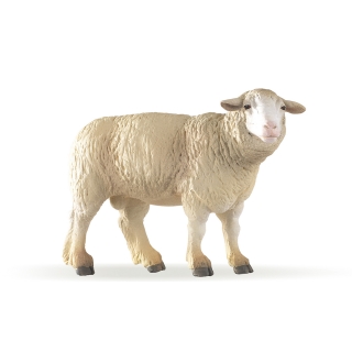 OVCE MERINOS