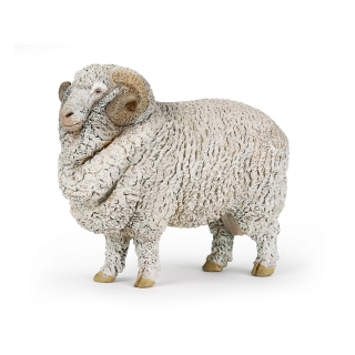 BERAN MERINO