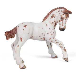 APALOOSA MLÁDĚ